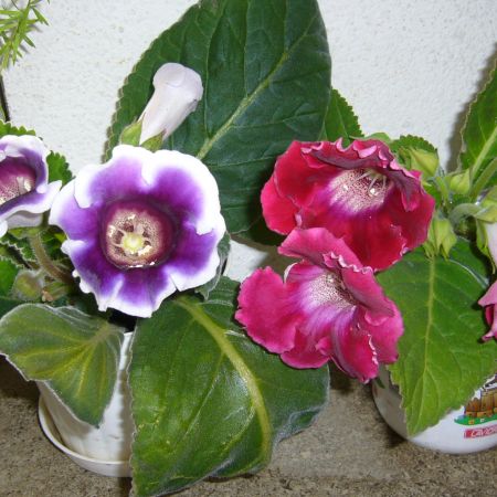 gloxinia